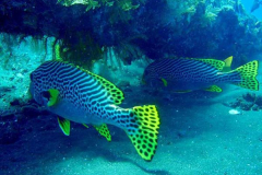 photogallery10